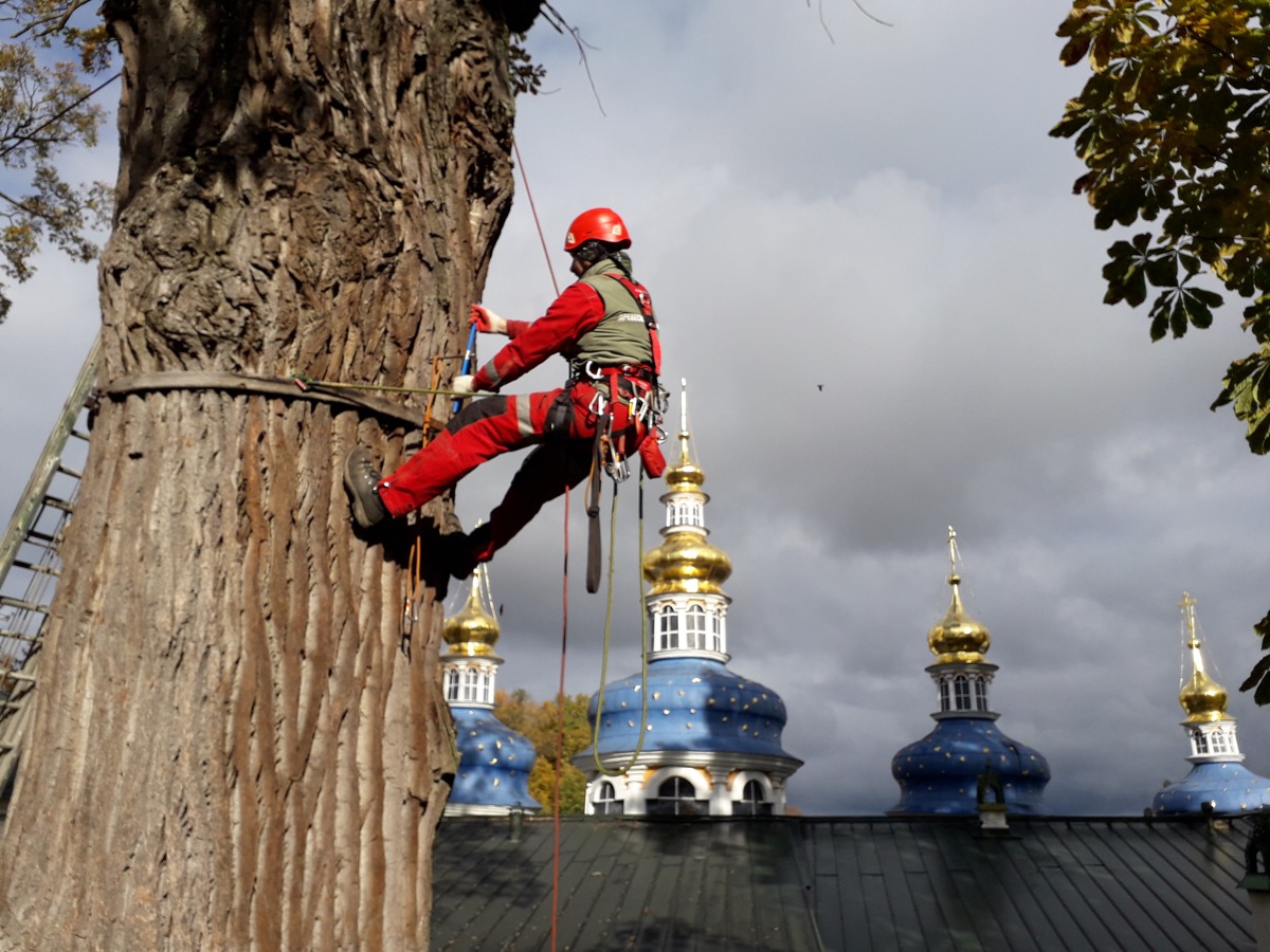 В России специалистов по уходу за деревьями с квалификацией европейского уровня стало больше